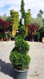 Emerald Green Arborvitae (spiral)  Thuja occidentalis 'Smaragd #15 CT