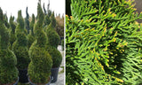 Emerald Green Arborvitae (spiral)  Thuja occidentalis 'Smaragd #15 CT