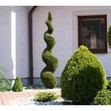 Emerald Green Arborvitae (spiral)  Thuja occidentalis 'Smaragd #15 CT