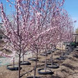 15 Gal Thundercloud Purple Leaf Plum (Prunus cerasifera 'Thundercloud')