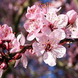 15 Gal Thundercloud Purple Leaf Plum (Prunus cerasifera 'Thundercloud')