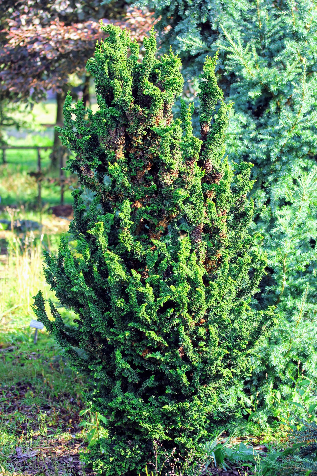 Hollywood Juniper Juniperus chinensis 'Torulosa' #5 30-36" – Fanelli's