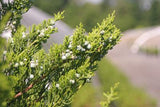 Hollywood Juniper Juniperus chinensis 'Torulosa' #5 30-36"