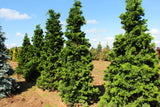 Chamaecyparis obtusa ‘Gracilis’ Hinoki Cypress 3 Gal