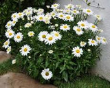 White Mountain Shasta Daisy  Leucanthemum x superbum 'White Mountain'