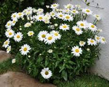 White Mountain Shasta Daisy  Leucanthemum x superbum 'White Mountain'