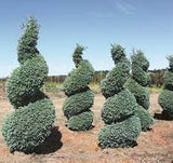 Chamaecyparis pisifera 'Cyano Viridis' Boulevard Cypress Spiral 3-3.5'