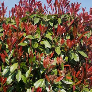 Photinia x fraseri - Red Tip Photinia #3 18-24"