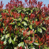 Photinia x fraseri - Red Tip Photinia #3 18-24"
