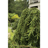 Weeping Norway Spruce Picea abies 'Pendula'