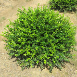 3Gal 12-15" Winter Gem Boxwood Buxus microphylla var. japonica 'Winter Gem'