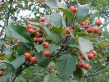 Crataegus viridis 'Winter King' 2.5-3" Cal