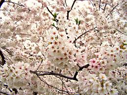 Prunus × yedoensis Yoshino Cherry 2.5