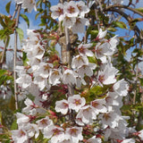 Prunus × yedoensis Yoshino Cherry 2.5"-3" Cal B&B