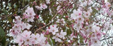 Prunus × yedoensis Yoshino Cherry 2.5"-3" Cal B&B
