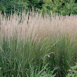 'Karl Foerster' Feather Reed Grass 3 Gal