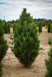 Arnold Sentinel Austrian Pine*  Pinus nigra 'Arnold Sentinel' 6/7' B&B