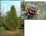 Arnold Sentinel Austrian Pine*  Pinus nigra 'Arnold Sentinel' 6/7' B&B