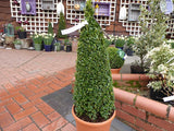 Buxus Sempervirens Cone Topiary 48-54"