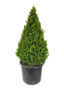 Buxus Sempervirens Cone Topiary 48-54"