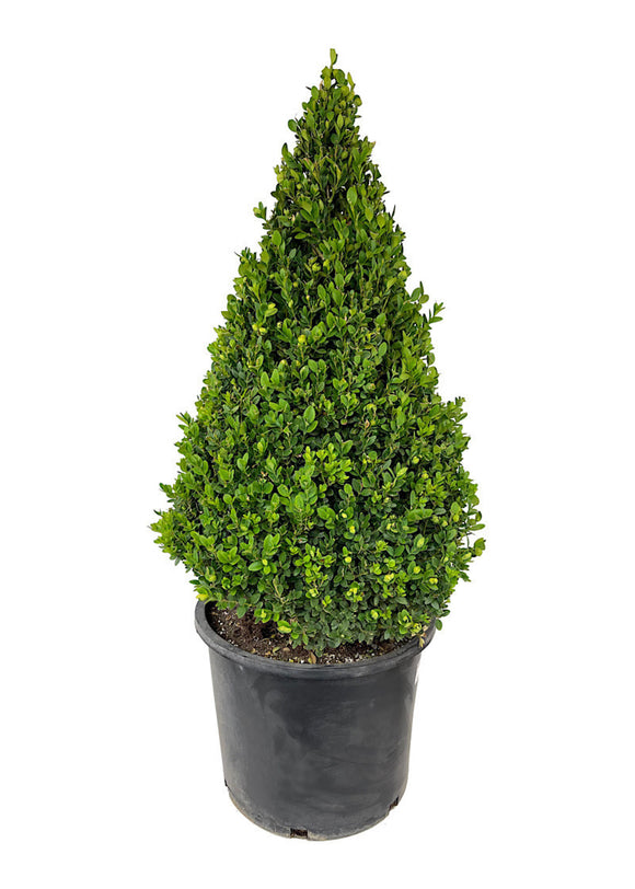 Buxus Sempervirens Cone Topiary 48-54