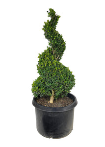 Buxus sempervirens Spiral Topiary 36-42"