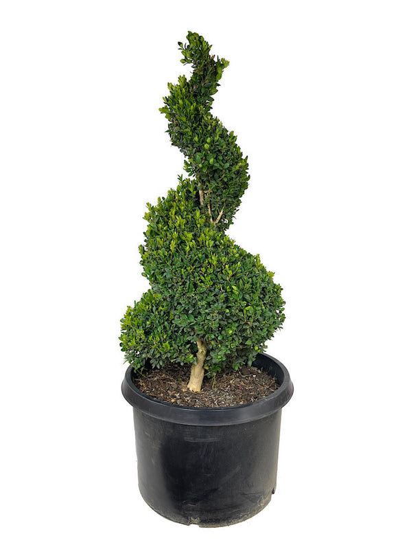 Buxus sempervirens Spiral Topiary 36-42