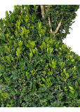 Buxus sempervirens Spiral Topiary 36-42"