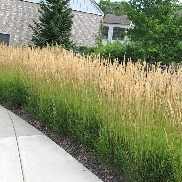 'Karl Foerster' Feather Reed Grass 3 Gal