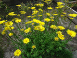 Doronicum (Leopard's Bane) #2