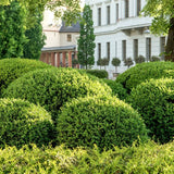 Buxus 'Green Mountain' Globe B&B 21-24"