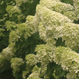 'Limelight' Panicle Hydrangea Hydrangea paniculata #3 Gal