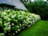 'Limelight' Panicle Hydrangea Hydrangea paniculata #3 Gal