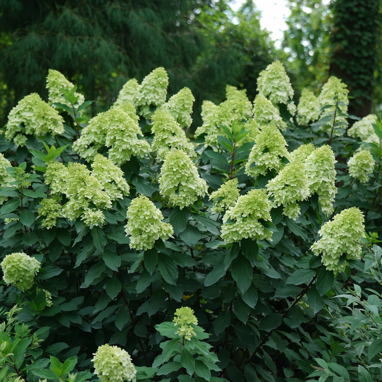 Limelight Prime® Panicle Hydrangea 3 Gal – Fanelli's