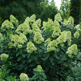 Limelight Prime® Panicle Hydrangea 3 Gal