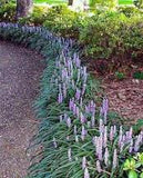 Big Blue Lilyturf Liriope muscari 'Big Blue' #1