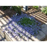 Blue Waterfall Serbian Bellflower Campanula poscharskyana 'Camgood'  #2