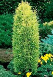 Juniper Gold Cone 3 Ball Tier Topiary 3.5-4'