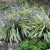 Variegated Lilyturf Liriope muscari 'Variegata' #1