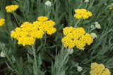 Little Moonshine Yarrow Achillea millefolium #2