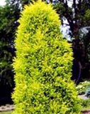 Juniper Gold Cone 3 Ball Tier Topiary 3.5-4'