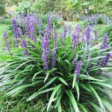 Big Blue Lilyturf Liriope muscari 'Big Blue' #1