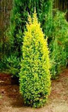 Juniper Gold Cone 3 Ball Tier Topiary 3.5-4'