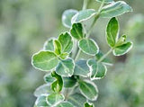 Euonymus fortunei 'Emerald Gaiety' Wintercreeper #3 15-18"