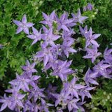 Blue Waterfall Serbian Bellflower Campanula poscharskyana 'Camgood'  #2