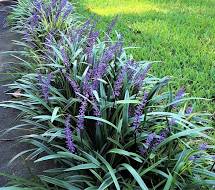 Big Blue Lilyturf Liriope muscari 'Big Blue' #1