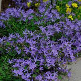 Blue Waterfall Serbian Bellflower Campanula poscharskyana 'Camgood'  #2