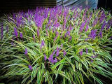 Variegated Lilyturf Liriope muscari 'Variegata' #1