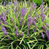 Variegated Lilyturf Liriope muscari 'Variegata' #1