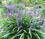 Big Blue Lilyturf Liriope muscari 'Big Blue' #1